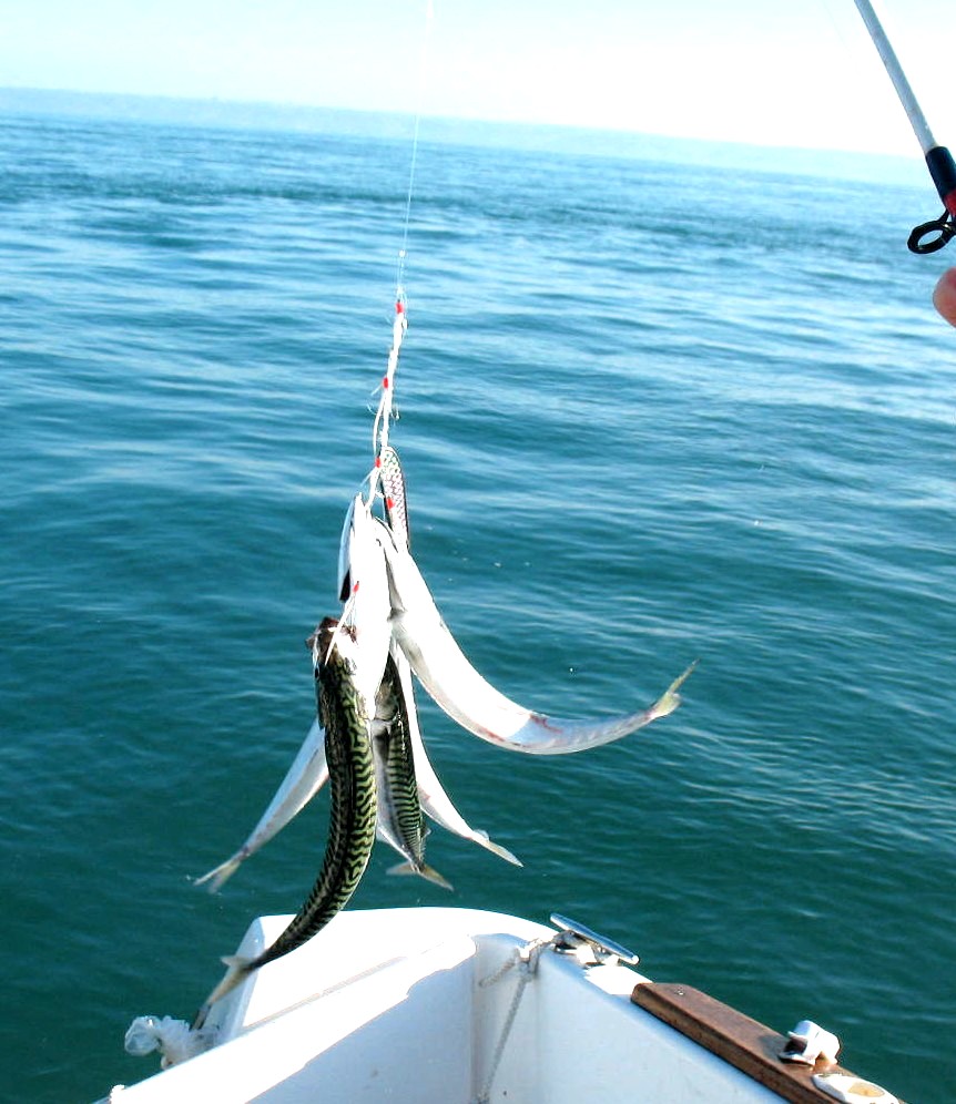 Pornic - Pêche en mer à bord de l'Evasion 3